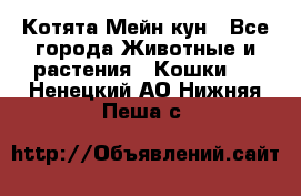 Котята Мейн кун - Все города Животные и растения » Кошки   . Ненецкий АО,Нижняя Пеша с.